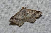 Macaria alternata