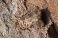 Amphipyra berbera svenssoni