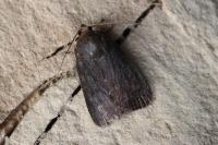 Amphipyra livida