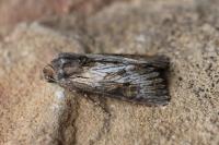 Aporophyla australis