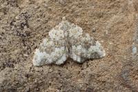 Coenotephria ablutaria