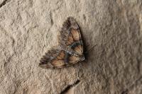 Thera obeliscata