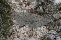 Charissa obscurata obscurata
