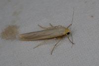 Eilema caniola