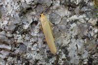 Indalia pygmaeola pallifrons