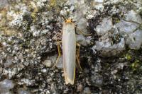 Manulea complana
