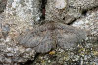 Nychiodes notarioi