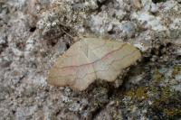 Rhodostrophia vibicaria