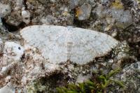 Scopula marginepunctata