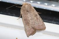 Hoplodrina ambigua