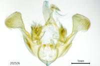 Mesapamea secalis