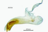 Mesapamea secalis