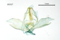 Pechipogo strigilata