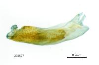 Pechipogo strigilata
