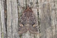 Dryobota labecula
