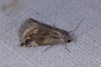 Eublemma ostrina