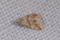 Eublemma parva