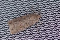 Spodoptera exigua