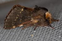 Poecilocampa populi populi
