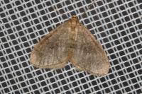 Operophtera brumata