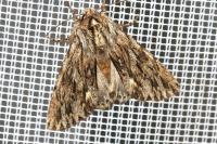 Asteroscopus sphinx