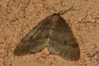 Operophtera fagata