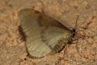 Operophtera fagata