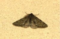 Phigalia pilosaria