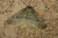 Operophtera fagata