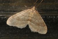 Operophtera fagata