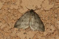 Epirrita dilutata