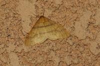 Phigaliohybernia aurantiaria