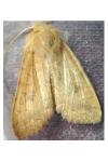 Sunira circellaris