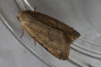 Leptologia lota