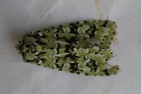 Griposia aprilina
