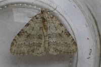 Epirrita