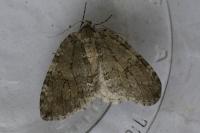 Epirrita