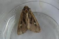 Trigonophora jodea