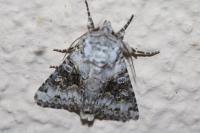 Hecatera bicolorata