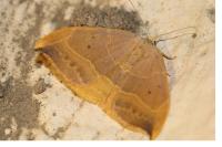 Watsonalla binaria