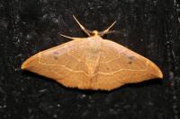 Watsonalla binaria