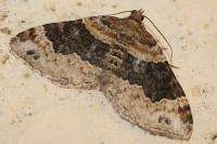 Xanthorhoe ferrugata
