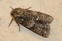 Acronicta rumicis