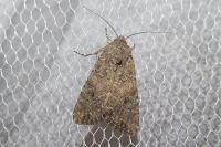 Anarta trifolii