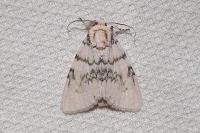Acronicta megacephala