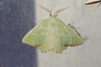 Thalera fimbrialis
