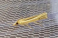 Ancylolomia tentaculella