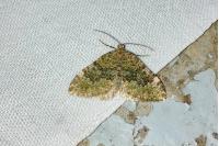 Euphyia frustata frustata