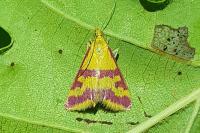 Pyrausta sanguinalis