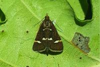 Pyrausta nigrata